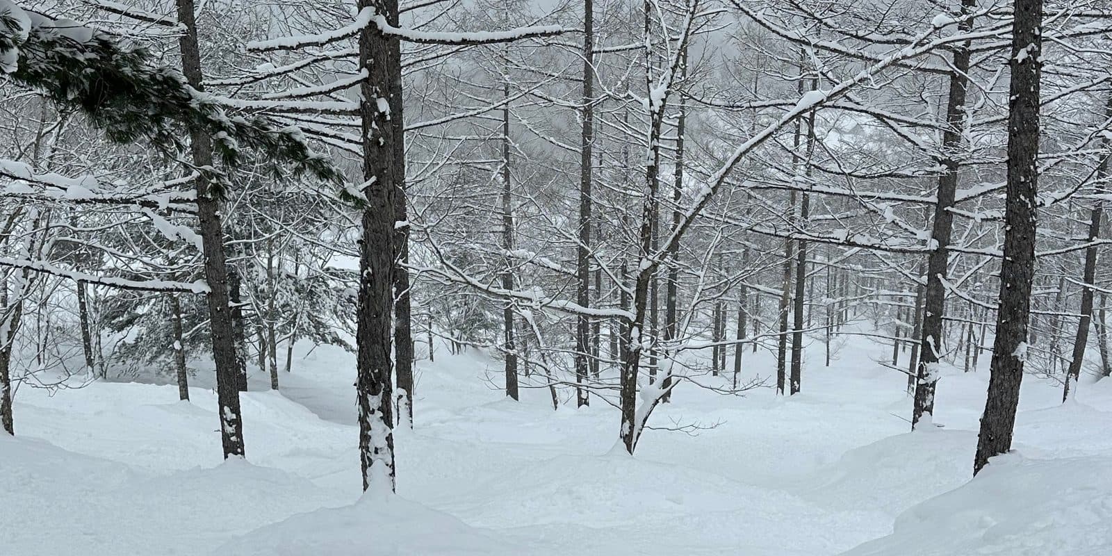 Untracked snow through a stand of snow-laden larch and spruce, the ground ahead unmarked.